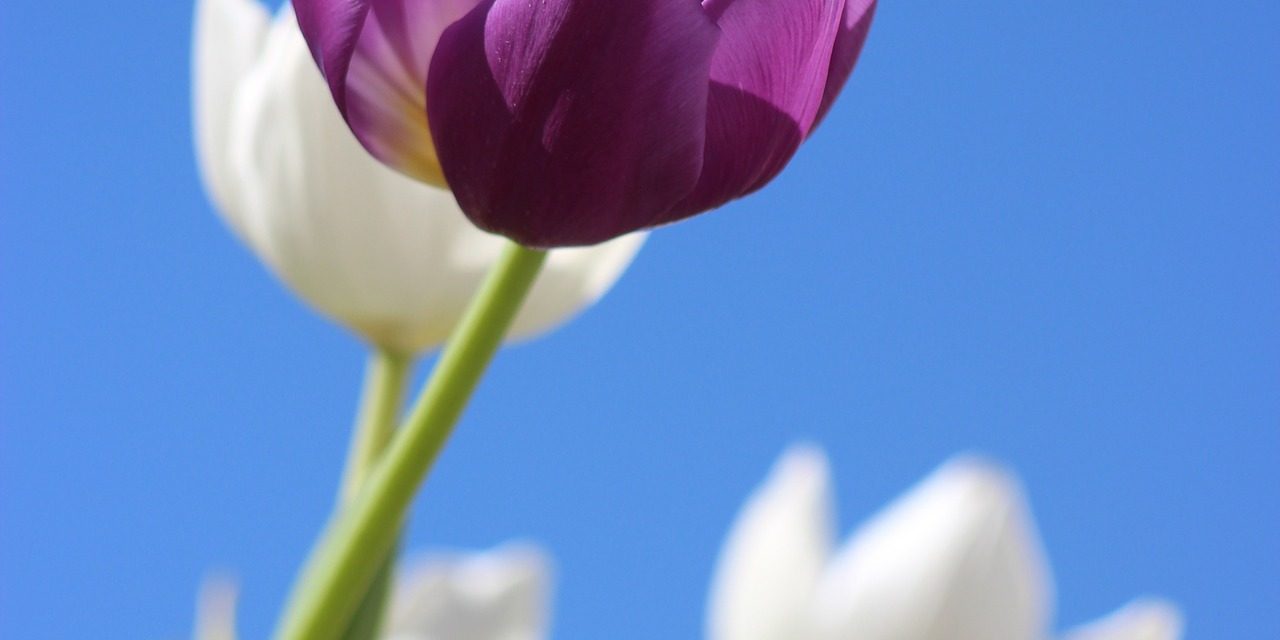 Upgrade-to-Perennials