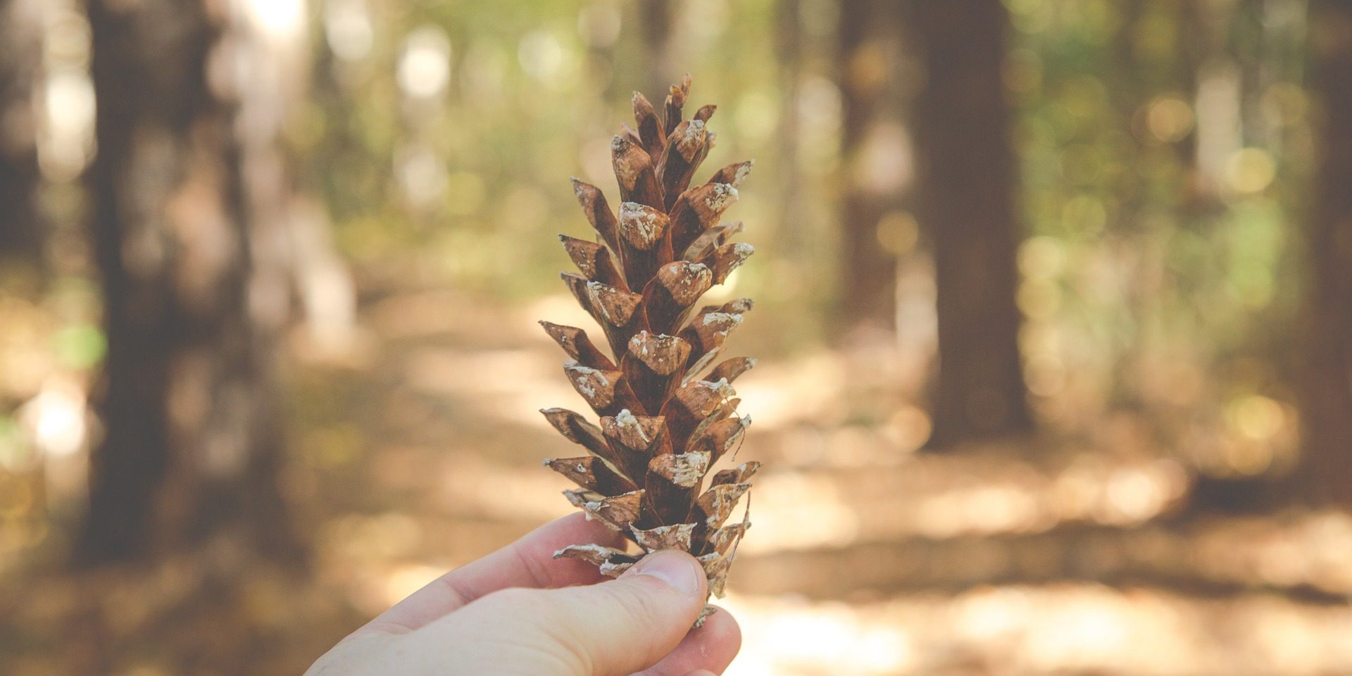 Scoop Pinecones Off Your Yard Easily with a Pooper Scooper