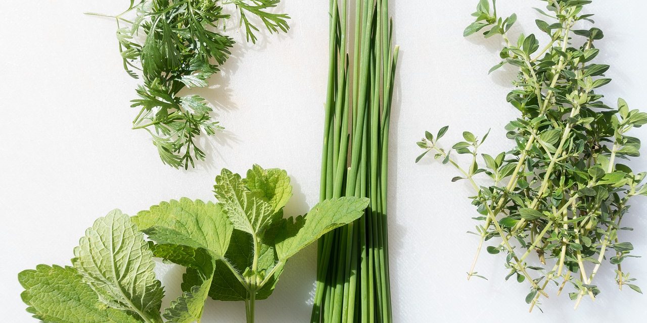 The Pleasures of a Backyard Herb Garden